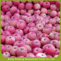 Shaanxi Fresh big red qinguan apple